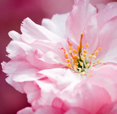 Fleurs de cerisier japonais