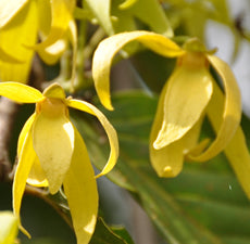 Ylang ylang aromatique