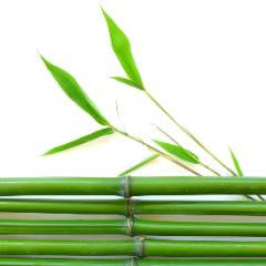 Bambou et teck - CRAC NATURE