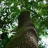 Baume du Pérou - OLEANATURE