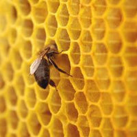 Cire d'abeilles BIOLOGIQUE - CRAC NATURE