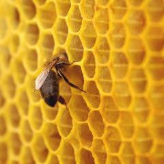Cire d'abeilles jaune en bloc - OLEANATURE