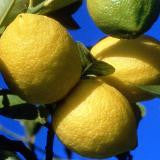 Citron - OLEANATURE