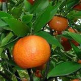 Mandarine - CRAC NATURE