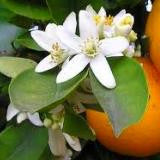 Hydrolat de fleurs d'oranger (néroli) - OLEANATURE