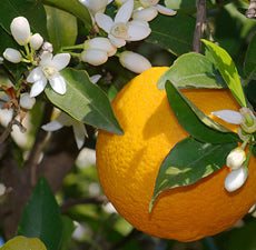 Orange Aromatique