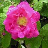 Rose de Damas pure 5ml - OLEANATURE